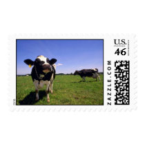 Holstein Dairy Cattle Postage Stamps