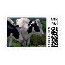 Holstein Dairy Cattle Postage Stamps