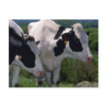 Holstein Dairy Cattle Post Cards