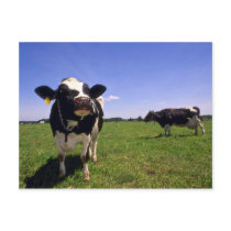 Holstein Dairy Cattle Postcards