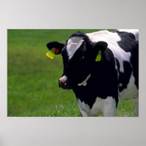Holstein Dairy Cattle Posters