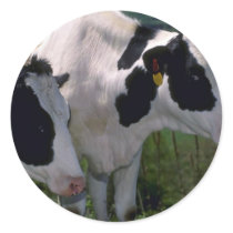 Holstein Dairy Cattle Sticker