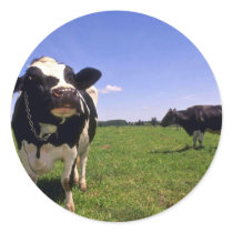 Holstein Dairy Cattle Round Sticker