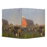 Holstein dairy cows outside a barn at sunrise binders