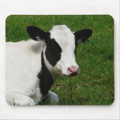 holstein dairy cow. Holstein Dairy Milk Cow on