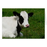 Holstein Fresian Calf on Grass cards