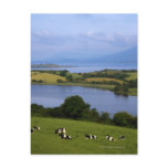 Holstein-Fresian Cattle, Bantry Bay, Co Cork, Post Card