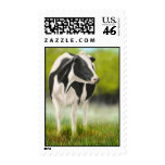 Holstein Milk Cow Postage postage