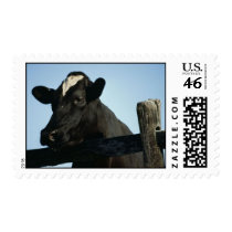 Holstein Postage Stamps