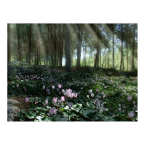 Holy Land Spring Poster posters