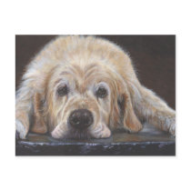 Home Alone Golden Retriever Postcard
