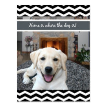 Home is where the dog is postcards