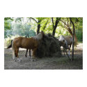 Home on the Range posters by Shadowchaser Home on the Range posters