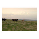 "Home On The Range-Western Kansas"
