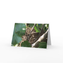 Home tweet Home cards