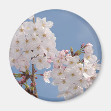 Homemade Products of Sakura Flowers Refrigerator Magnets