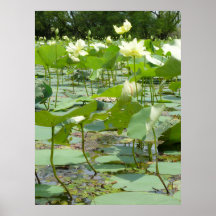 Homestead Pond Posters