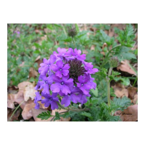 Homestead Purple Verbena print