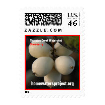Homewaters Project Snowberry Cluster postage by homewatersproject Homewaters Project Snowberry Cluster postage
