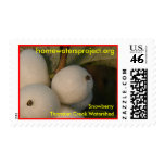 Homewaters Project Snowberry Stamps