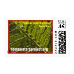 Homewaters Project Sword Fern Stamp
