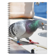 Homing Pigeon On A Yacht Notebook