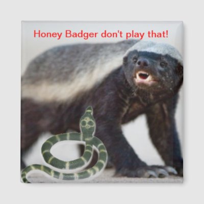 Scary Honey Badger