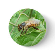Honey Bee 264 ~ button