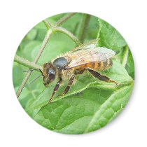 Honey Bee 264 ~ magnet
