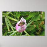 Honey Bee and Purple Flower Poster