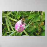 Honey Bee and Purple Flower Poster