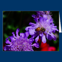 Honey Bee and Scabiosa cards