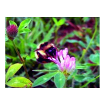 Honey Bee Canvas posters