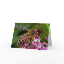 Honey Bee cards