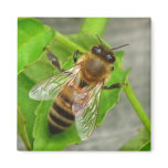 Honey Bee Magnets