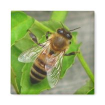 Honey Bee magnets by princessklb07 Honey Bee magnets