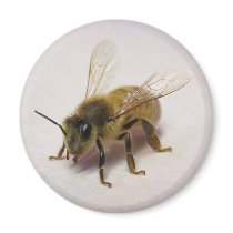 honey bee magnets