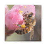 Honey bee fridge magnet
