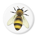 Honey Bee magnets