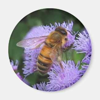 Honey Bee Magnet