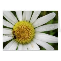 Honey Bee on a Daisy