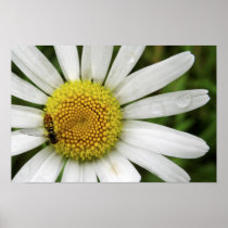 Honey Bee on a Daisy