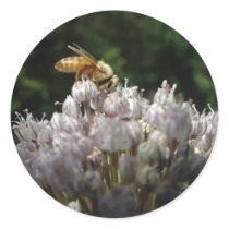 Honey bee on allium - Sticker