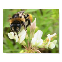 Honey Bee on Clover posters