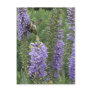 Honey Bee on Purple Flower 2 Postcards