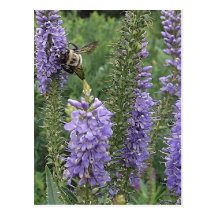 Honey Bee on Purple Flower 2 Postcards