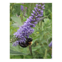 Honey Bee on Purple Flower Post Card