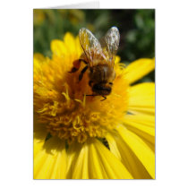 Honey bee on yellow sunflower color daisy cards