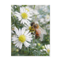 Honey Bee Post Card