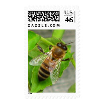 Honey Bee Postage Stamp